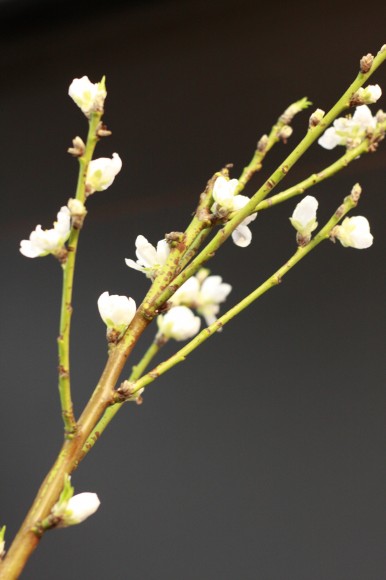 小山大蔵さんの装花作品_白い桃の花