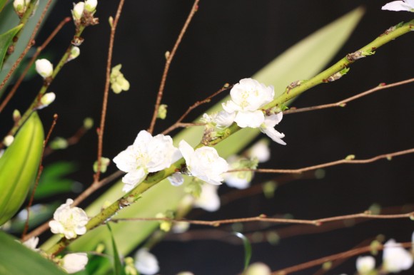 小山大蔵さんの装花作品_白い桃の花