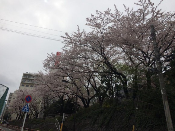駒込の桜